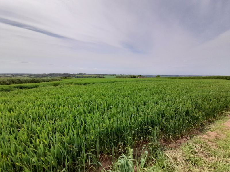 13 Acres of Land - Currently Wheat Crop